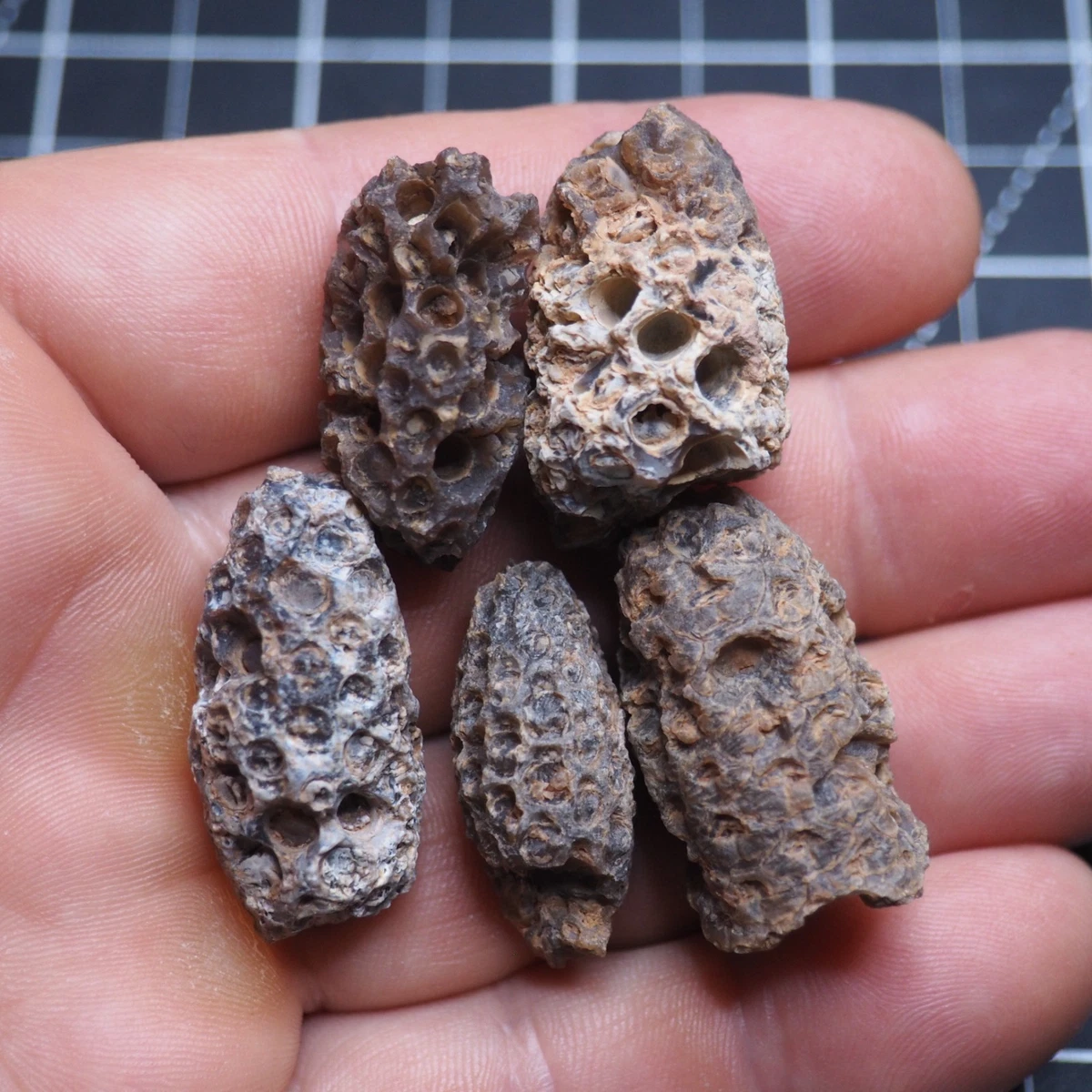 植物化石| eBay