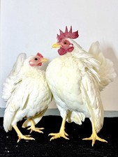 6 Show Quality American Seramas Hatching Eggs NPIP AI Clean Pet Friendly