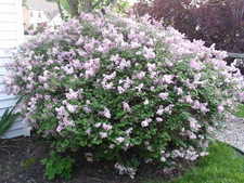 Dwarf Korean Lilac "Syringa Meyeri Palibin" 1 Live Plant in