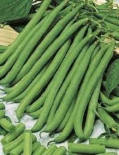 SEMILLA DE BELLEZA MARRÓN FRIJOL ENANO SEMILLAS VEGETALES FRIJOL ENANO MARRÓN BELLEZA