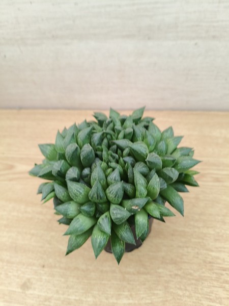 8306  HAWORTHIA  'Sugar Plum'  vaso de 9,0cm. cactus,