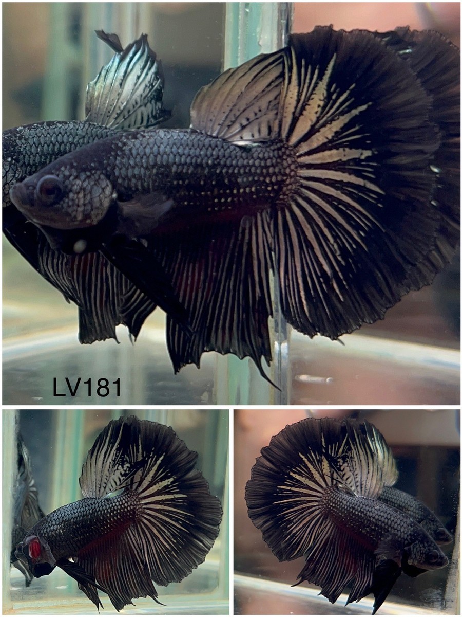 Male Betta Live Fish Black Orchid Halfmoon LV181 High