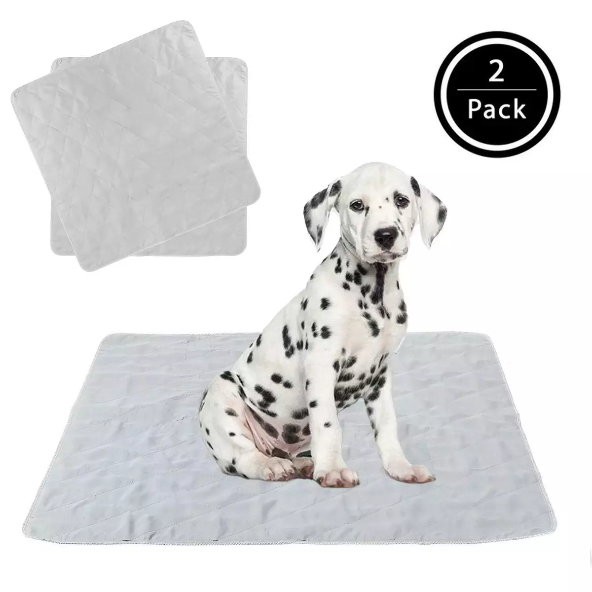 Puppy laying on pee pad 2025