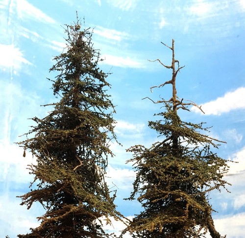 FOUR PREMIUM Model Fir Trees, 11" Tall, Handmade USA, Amazing, HO-N-O-S, LowShip - Picture 8 of 12