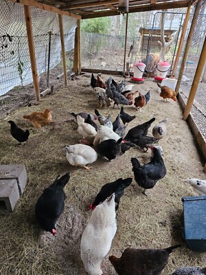 6 Barnyard Mix Hatching Eggs
