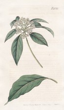 Pittosporum Ferrugineum rusty Guinea engraving copperplate Curtis 2075