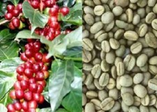 15 seeds of the coffee plant (COFFEA ARABICA) + FREE GIFT + FREE SHIPPING