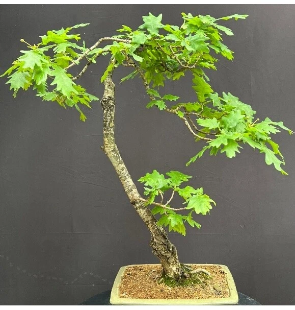 Pin Roble Bonsai Árbol 15" Alto Quercus Palustris Exterior Planta Viva Caduca Foto 2 de 2