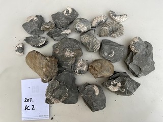 Konvolut Ammoniten Pleuroceras Präparieren Lias / Bayern Fossilien 20 St. K2