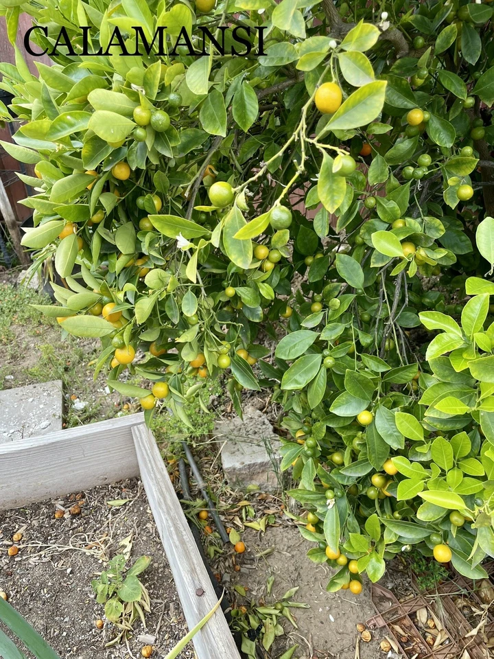 CALAMANSI TREE CUTTINGS [Rooting/Grafting] - Image 4 of 4