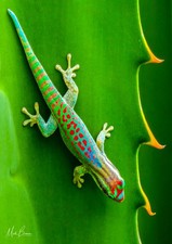 Wall Art "Gold dust Day Gecko", Reptile, Hawaii A4 Print 