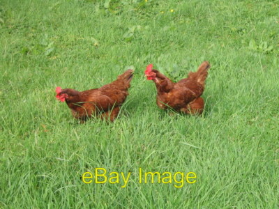 Foto 6x4 Freilandhaltung ein paar sehr schöne Rhode Island rote Hühner mit gratis c2007