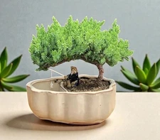 Juniper Bonsai Tree Live Procumbens Nana Evergreen Potdoor Plant 9-10" Tall