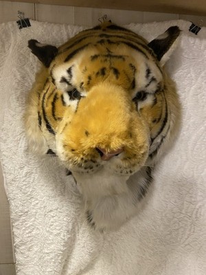 Rare Vintage Life-like Tiger Trophy Wall Mount Plush Head 14''