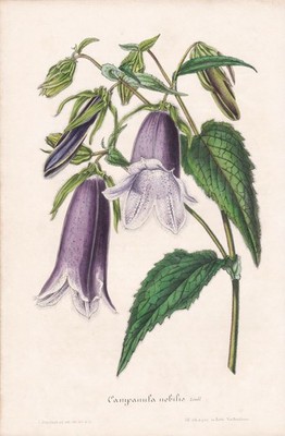 Campanula Nobilis China flower Blumen botany botanical Litho Houtte