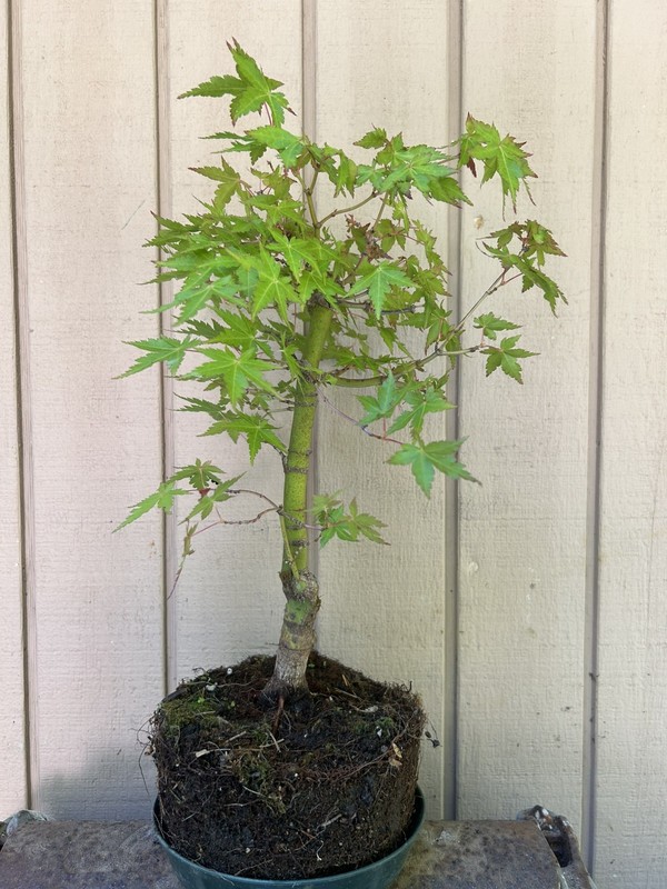 Japanese Maple Tree Pre-Bonsai•Hidey-Hole•Fat Trunk• Gray Bark•Roots•Gift