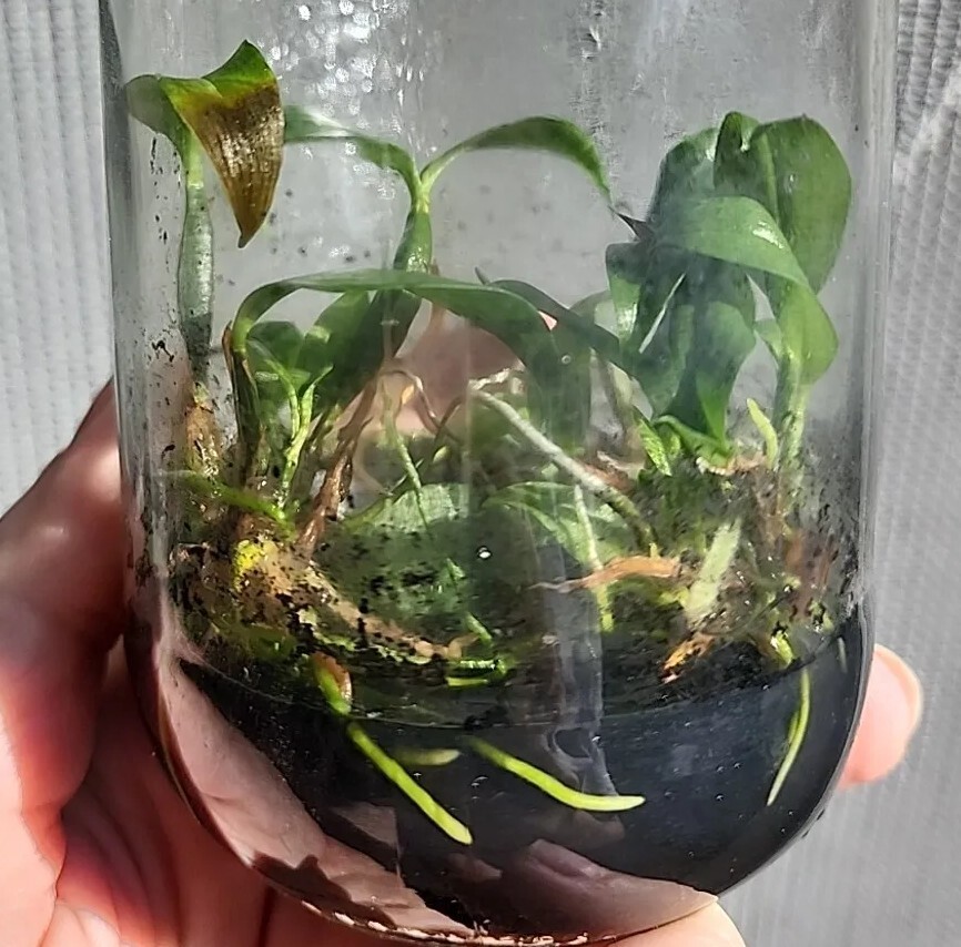 Dendrobium tetragonum alba Orchid Species Mini flask eBay