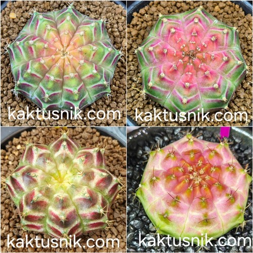 Gymnocalycium mihanovichii ‘Neon’ hybrid 20seeds harvest 2024