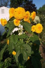 Bears In A Tree Sunflower - 15 Seeds Comb. S/H