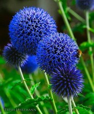Pretty Imported Double Allium Blue Colour Flower Bulbs Pack Of 2 Bulbs