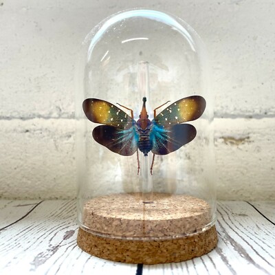 Bunte Laternenfliege (Pyrops gunjii) Zikade Insekt Glas Glocke Kuppel Display Glas