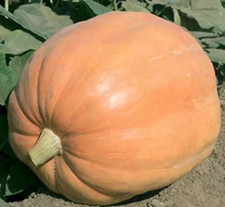20 Mammoth Gold Giant Pumpkin Seeds ------------ Heirloom -- NON GMO - 40-60 lbs