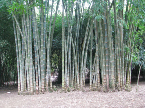 Dendrocalamus asper (Giant Fast Clumping Bamboo) 10 SEEDS •Rare Garden Plants UK - Picture 4 of 5