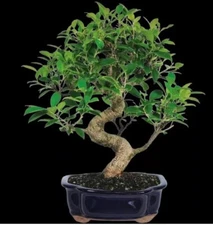 Tiger Bark ficus bonsai tree