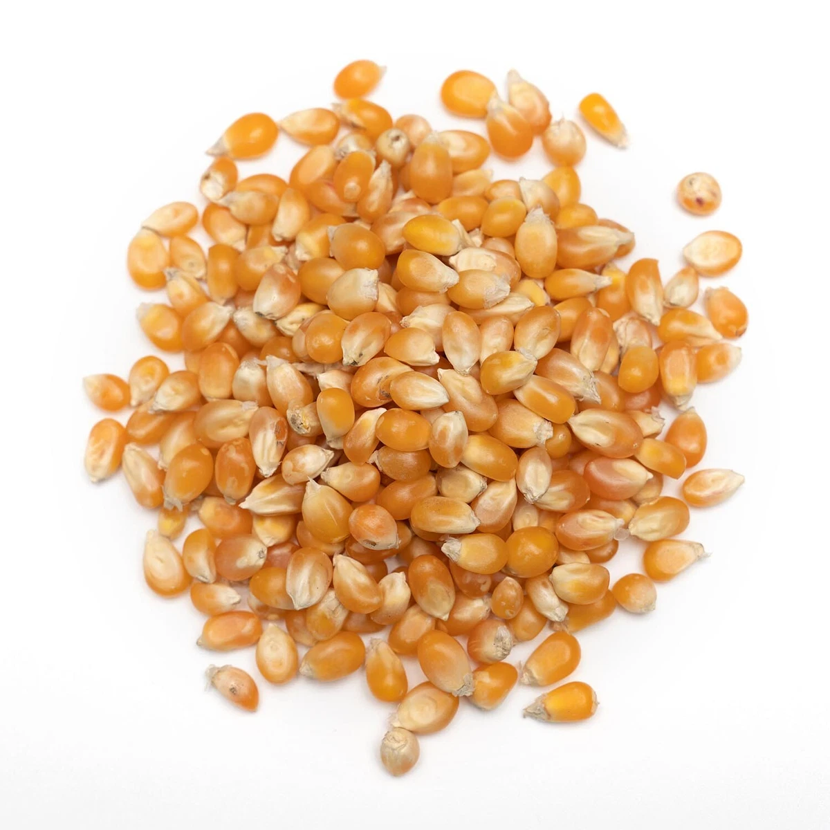 Popcorn seeds deals