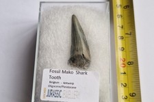 LARGE Fossil Mako Shark Tooth - BOXED - BELGIUM 3.9cm -SUPERB THIN BLADE