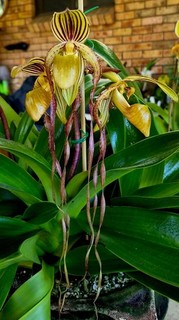 Paphiopedilum Orchid Paphiopedilum Angel Hair (Large Superb sanderianum Hybrid)