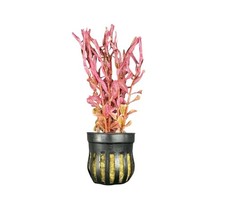 Rotala Magenta Pot | Buy3Get1Free | Live Aquatic Plants