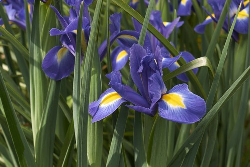 10 Dutch Iris SAPPHIRE BEAUTY Spring Flowering Bulbs Blue Garden Hardy Perennial - Picture 11 of 12