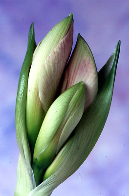 35 MM Color Slides Pro Photo Abstract Art Flower Bud Close Up Plants 1996 #3
