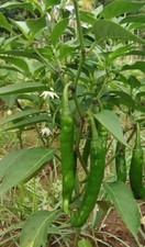 50 Thick Cayanne Chilli Pepper seeds Medium hot Guntur Sannam Heirloom OP