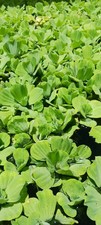 Water Lettuce Pistia stratiotes  SIZE: 2-3 inches - MINIMUM ORDER 8 plants 
