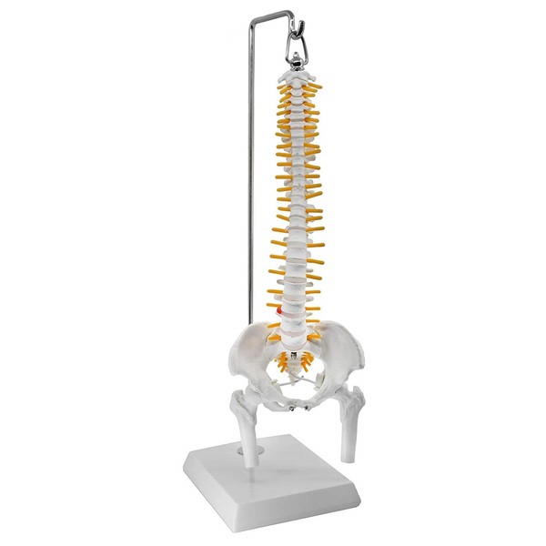 Mini WirbelsäUle Anatomie Modell Ca 40Cm Flexibel Auf HäNgestativ HäNgend-image