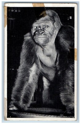 Chicago Illinois IL Postcard Bushman Gorilla Sold To Lincoln Park Zoo Vintage