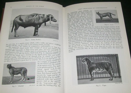 1969 Points of the Horse Breeds Evolution Trab Galopp springender Klima Boden Fuß - Bild 12 von 12
