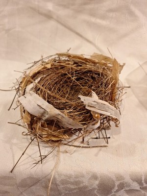 Real Cardinal Bird Nest From Cleveland Ohio Abandened in Summer