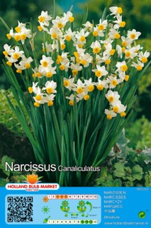 @//(◕‿◕)\@ Zwerganrzisse " Canaliculatus " 5 Blumenzwiebeln