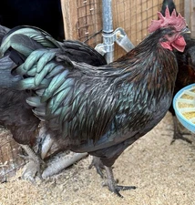 12+ Mystic onyx Fertile Hatching Eggs