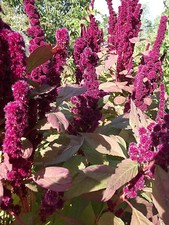 Testa di elefante amaranto - maranto da cucina - 50+ semi - BELLISSIMO e BELL...