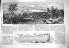 Original Old Antique Print 1862 Zostera Marina Waitemata Tamaki Hauraki Zealand