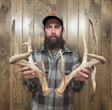 Dark Tall 156 Droptine Whitetail Shed 10pt Antler Horn Deer Mount Taxidermy