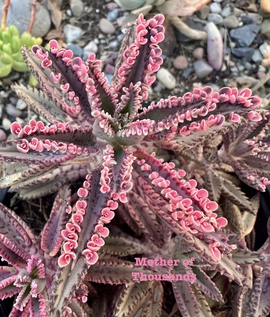 Kalanchoe for sale | eBay