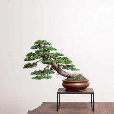 20 Hinoki Cypress Bonsai Tree Seeds to Grow Evergreen Bonsai Tree