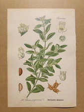 1886 ANTIQUE PICTURES LITHOGRAPH ART PRINT BOTANY FLOWER FLORA NATURE DECO PO...