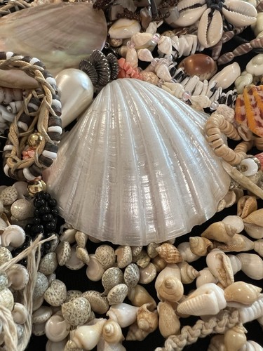 2 Lb Lot Necklace Seashell Puka Shell Cowrie Bracelet Hawaiian Abalone Shell S2 - Picture 4 of 17
