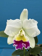 Cattleya Lc Carmela Mildred Blooming Purple Yellow White Orchid HYBRID 4.5” Pot